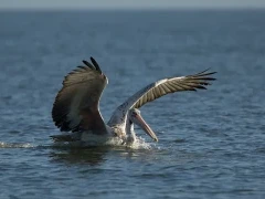 Spot-billed pelican in Sri Lanka.