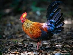 Sri Lankan junglefowl in Sri Lanka.
