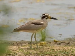 Great thick-knee in Sri Lanka