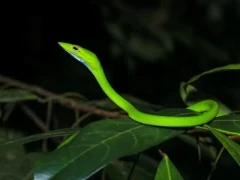 Green vine snake in Sri Lanka