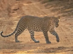 Leopard in Sri Lanka