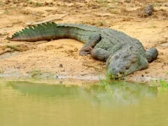 Mugger crocodile in Sri Lanka