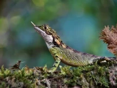 Rhino-horned lizard