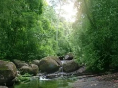Sri Lankan forest with river