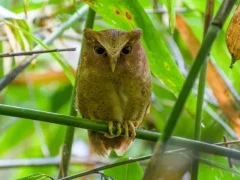 Serendib scops owl