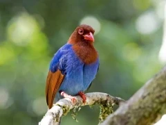Sri Lanka blue magpie