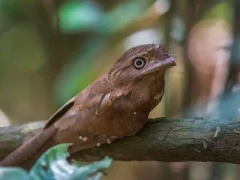 Sri Lanka frogmouth