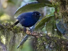 Sri Lanka whistling thrush