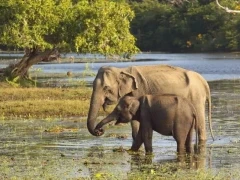 Sri Lankan elephant with calf