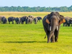 Sri Lankan elephant