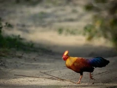 Sri Lankan junglefowl