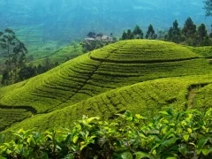 Tea field in Sri Lanka