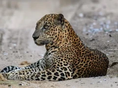 Leopard in Sri Lanka.