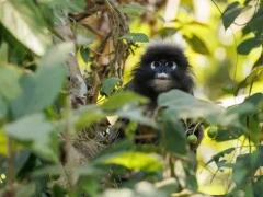 Dusky langur in Thailand.