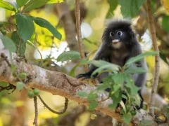 Dusky langur in Thailand.