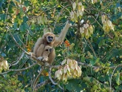 Lar gibbon in Thailand.