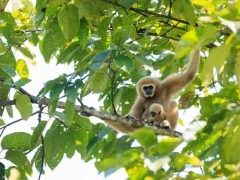 Lar gibbon in Thailand.