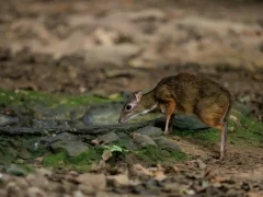 Lesser mouse deer in Thailand.