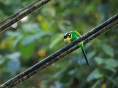 Long-tailed broadbill in Thailand.