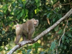 Northern pig-tailed macaque in Thailand.