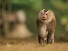 Northern pig-tailed macaque in Thailand.