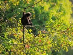 Robinson's banded langur in Thailand.
