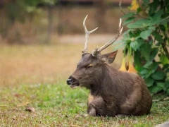 Sambar deer in Thailand.