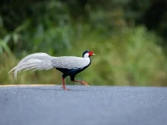 Silver pheasant in Thailand