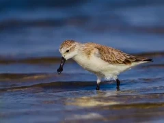 Spoon-billed sandpiper in Thailand