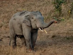Asian elephant in Thailand