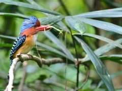 Banded kingfisher in Thailand