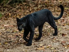 Black leopard in Thailand