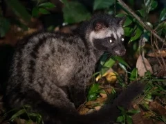 Common palm civet in Thailand