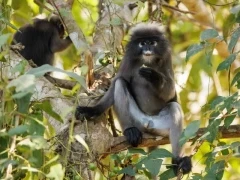 Dusky langur in Thailand.