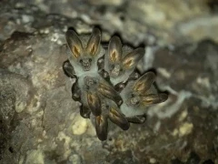 False vampire in Thailand