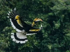 Great hornbill in Thailand