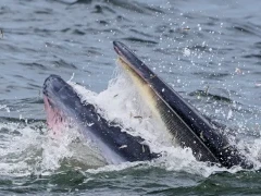 Eden's whale in the Gulf of Thailand.