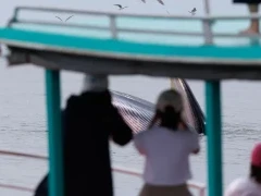 Great Cormorant boat in the Gulf of Thailand.