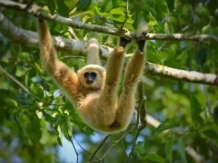 White-handed gibbon in Khao Yai National Park, Thailand
