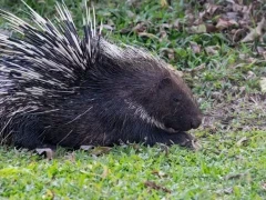 Malay porcupine in Thailand.