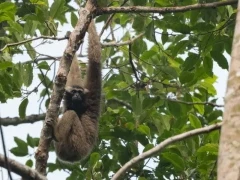 Pileated gibbon in Thailand