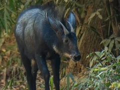 Serow in Thailand