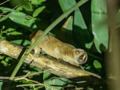 Slow loris in Thailand
