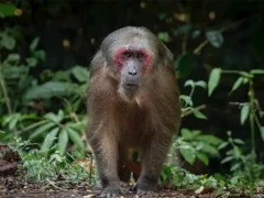 Stump-tailed macaque in Thailand