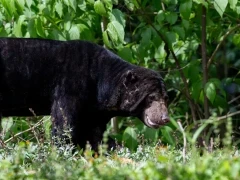 Sun bear in Thailand.