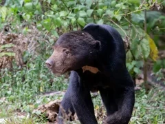 Sun bear in Thailand.