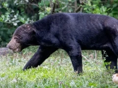 Sun bear in Thailand.