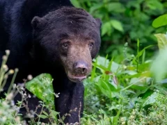 Sun bear in Thailand.