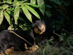 Sun bear in Thailand.