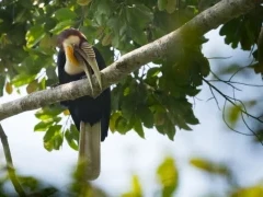 Wreathed hornbill in Thailand